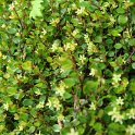 Muehlenbeckia axillaris fleur